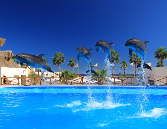 Exploring the Wonders of Dubai Dolphinarium: A Marine Marvel